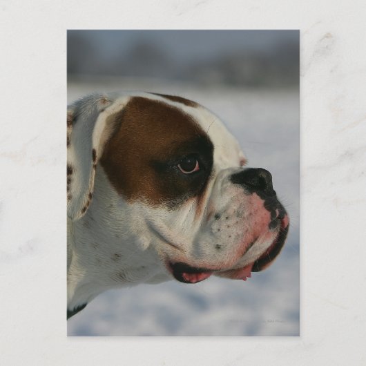De Hond van de bokser in de Sneeuw Briefkaart (Voorkant)