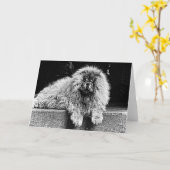 De Hond van de chow-chow op Zwart-witte Portiek, Kaart (Gele Bloem)