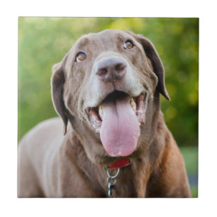 De Hond van het Laboratorium van de chocolade Tegeltje