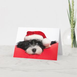 De Hond van het Puppy van Havanese van Kerstmis Feestdagen Kaart