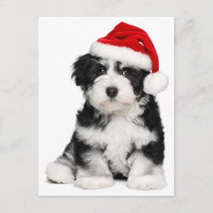 De Hond van het Puppy van Havanese van Kerstmis Feestdagenkaart