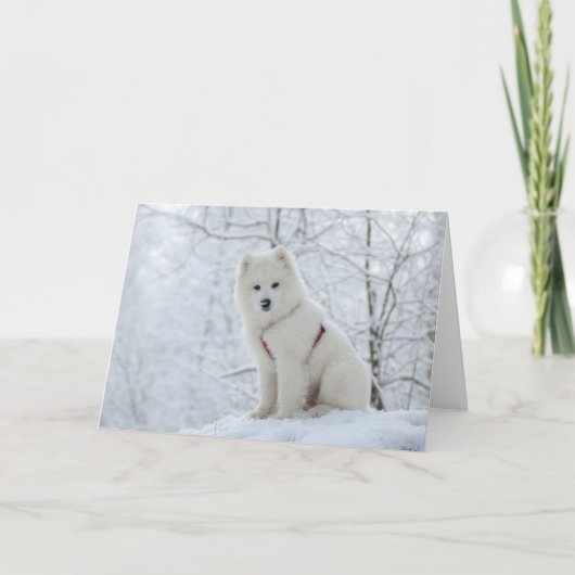 De hond van Samoyed Kaart (Voorkant)