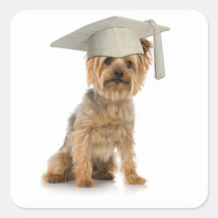 De Hond van Yorkie met het Pet van Afstuderen Vierkante Sticker