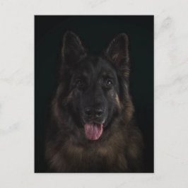 De hondportret van de Duitse herder Briefkaart