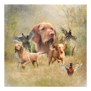 De Hongaarse Wirehaired Vizsla Foto Afdruk