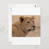 De hoofdclose-up van de leeuwin briefkaart (Voorkant / Achterkant)