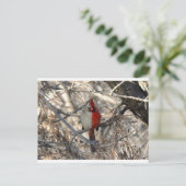 De HoofdVogel van Hermaphadite Briefkaart (Staand voorkant)