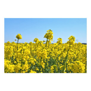 De Horizonlijn - Kleuren van Wilde Natuur Roemenië Foto Afdruk