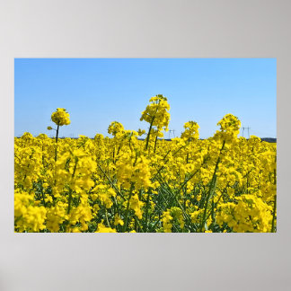 De Horizonlijn - Kleuren van Wilde Natuur Roemenië Poster