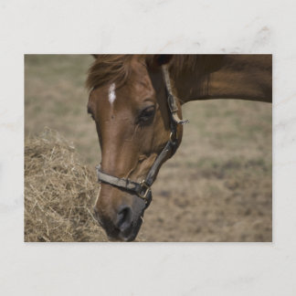 DE HORSE VLUCHTELING BRIEFKAART