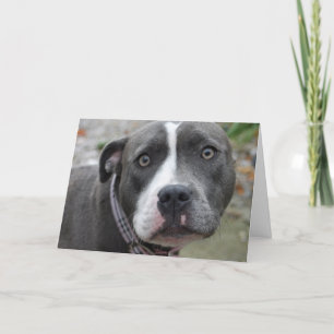 De Ierse Blauwe Staffordshire Terrier Kaart van de