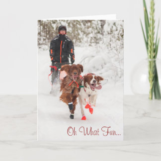 De Ierse Kerstkaart van Sleddog van de Zetter Feestdagen Kaart