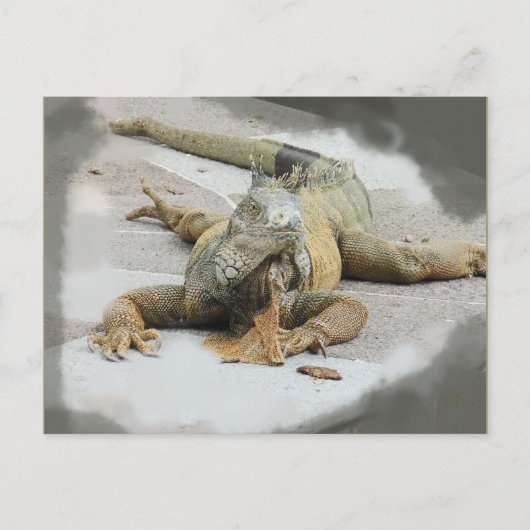 De Iguana in Ecuador Briefkaart (Voorkant)