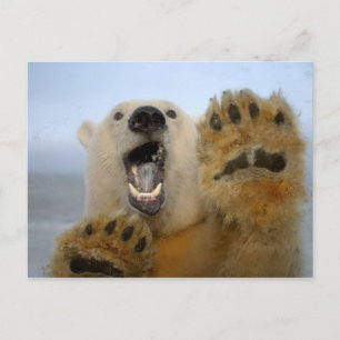de ijsbeer, maritimus Ursus, kijkt merkwaardig in Briefkaart