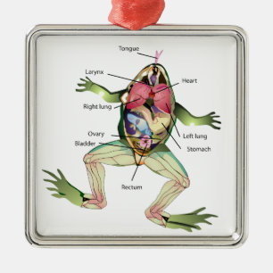 De illustratie van de Anatomie van de Kikker Metalen Ornament