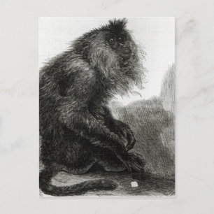 De Indiase Waderoo-aap Briefkaart