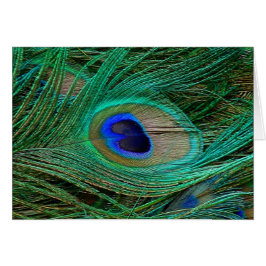 De Indische Blauwe Veer van de Pauw