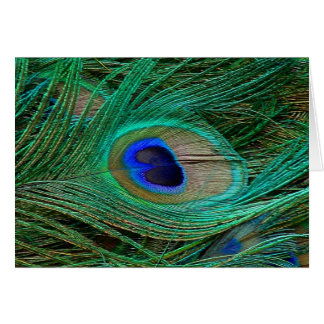 De Indische Blauwe Veer van de Pauw