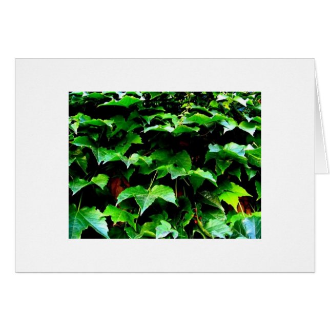 De Ivy. Wrigley Field (Voorkant Horizontaal)