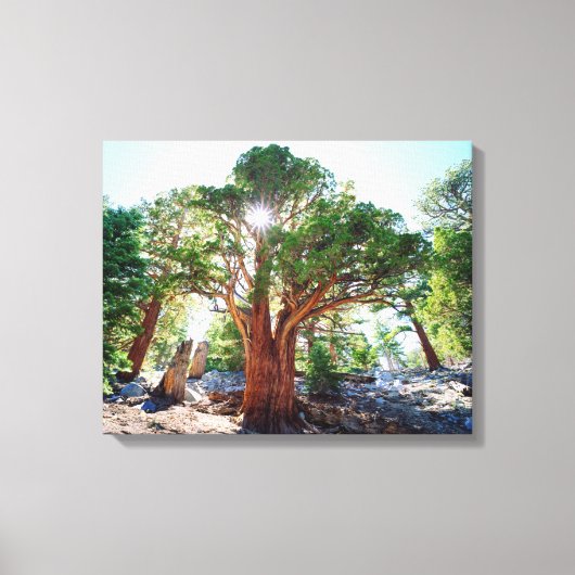 De jeneverbes in de Sierras Canvas Afdruk (Voorkant)