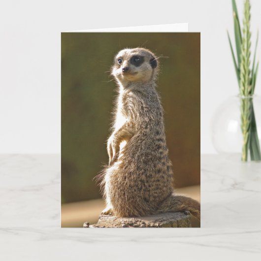 De Kaart c van de Verjaardag van Meerkat (Voorkant)