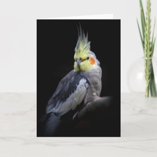 De Kaart van Cockatiel (Voorkant)