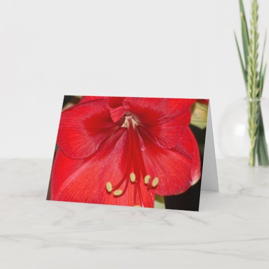 De Kaart van de amaryllis (Voorkant)