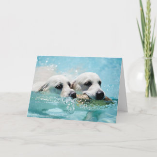 De Kaart van de Foto van het golden retriever