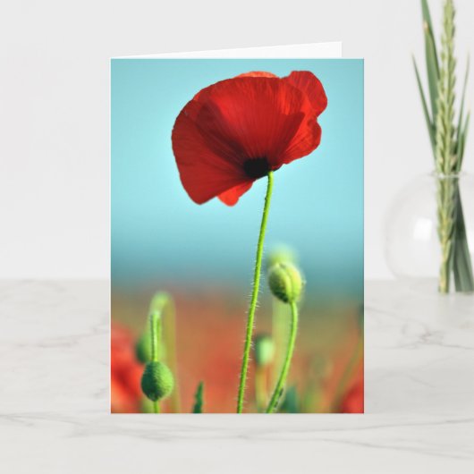 De Kaart van de Groeten van de papaver (Voorkant)