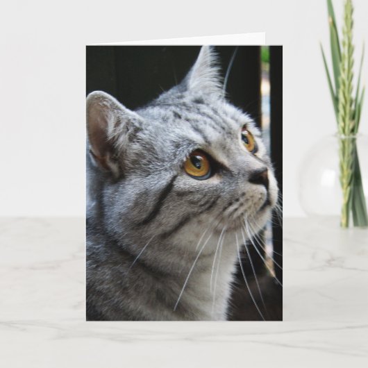 De Kaart van de Kat van de geest (Voorkant)