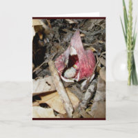 De Kaart van de Kool van het stinkdier #1