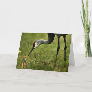 De kaart van de Kraan van Sandhill & van de nota