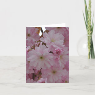 De Kaart van de nota: De Bloesems van de kers