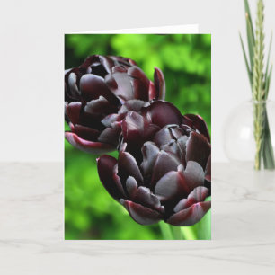 De Kaart van de nota: Tulpen