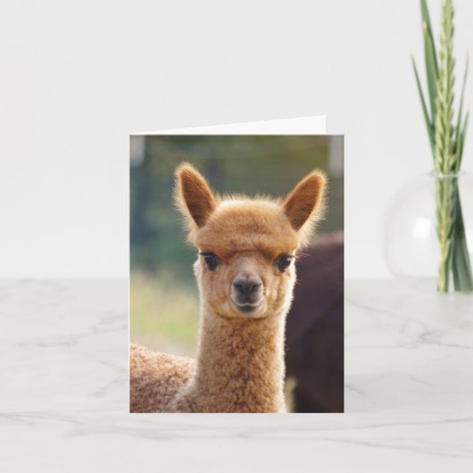 De Kaart van de Nota van de alpaca (Voorkant)