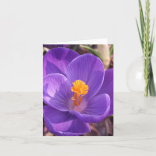 De Kaart van de Nota van de krokus