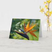 De Kaart van de Nota van de paradijsvogel (Gele Bloem)