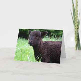 De Kaart van de Nota van de Zwart schapen van