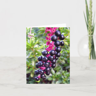 De Kaart van de Nota van Pokeweed