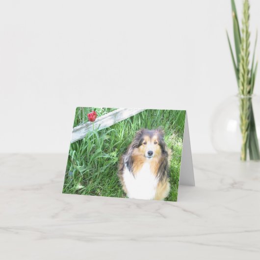 De Kaart van de Nota van Sheltie en van de Tulp (Voorkant)