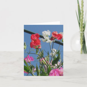 De Kaart van de Nota van Sweetpeas