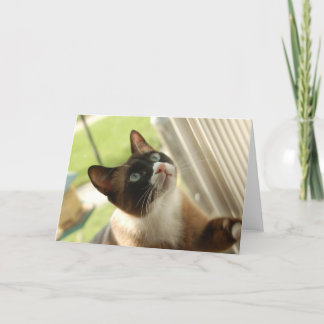 De Kaart van de pannekoek