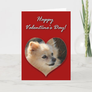 De Kaart van de Valentijnsdag van Pomeranian