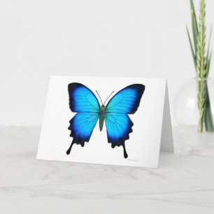 De Kaart van de Vlinder van Ulysses van Papilio