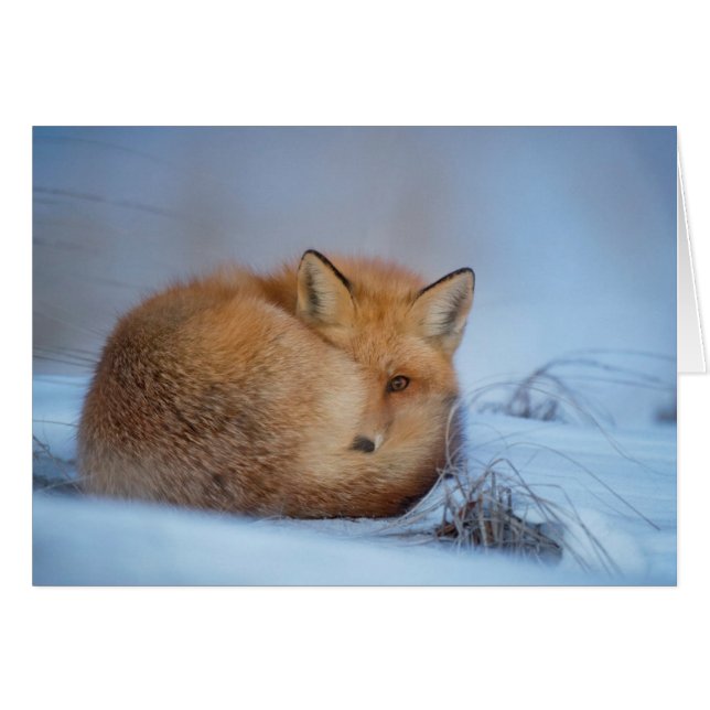 De kaart van de Vos (Voorkant Horizontaal)