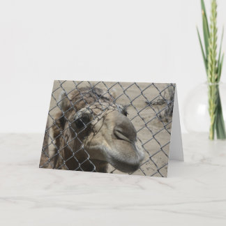 De kaart van het Hallo van de kameel