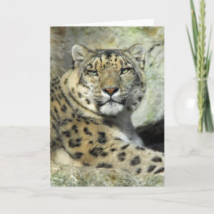 De Kaart van het Portret van Lepord van de sneeuw