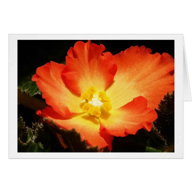 De Kaarten van de begonia (Voorkant Horizontaal)