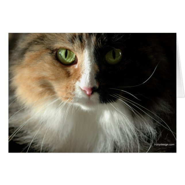 De Kaarten van de kattenogen (Voorkant Horizontaal)