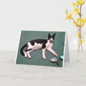 De Kaarten van de Nota van de kat (Gele Bloem)